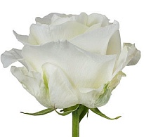 Роза Edana First Lady дл.50 25шт