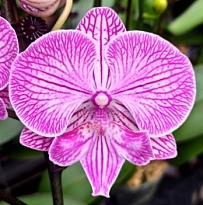 Орхидея Фален. Эда 1ст d12 h60 10шт