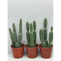 Тефрокактус Артикулатус Инерм d9 h10 14шт