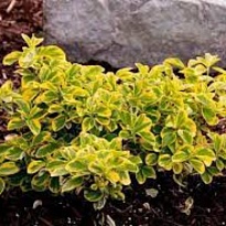 Бересклет (Eounymus) форчуна Эмеральд Голд d9 h25-30 18шт