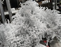 Аспарагус Snow White дл.140 5шт