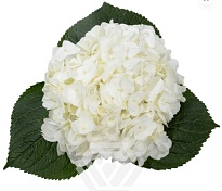 Гортензия Tessa White дл.PREMIUM 1шт