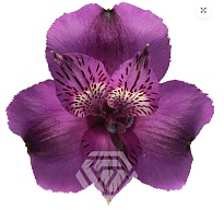 Альстромерия Tessa Aaron дл.60 10шт