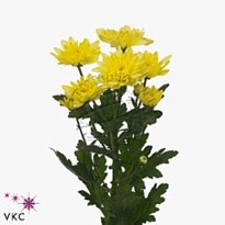 Хризантема кустовая Baltica Yellow Ex 5шт