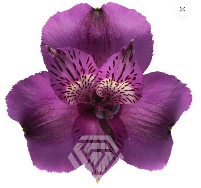 Альстромерия Tessa Aaron дл.60 10шт