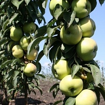 Яблоня колон. Икша/Цв.Кор