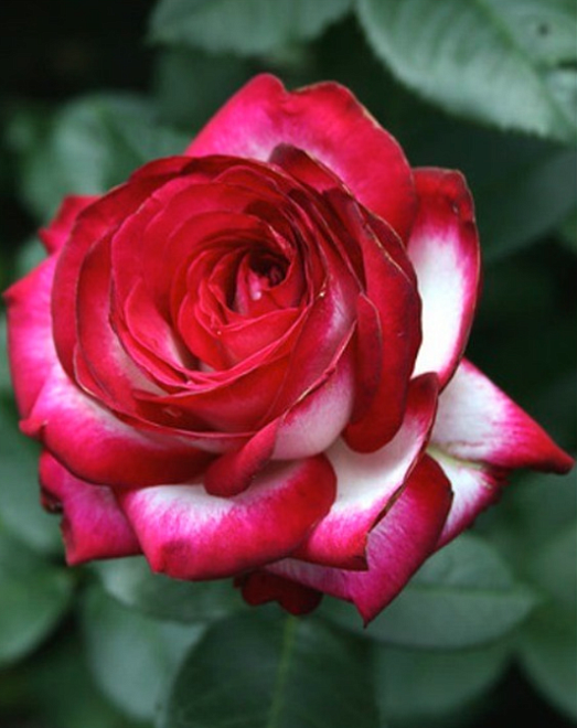 Роза Imperial Rose (B.Topalovic) Файр Леди ч-г (ЗКС) 2л 1шт