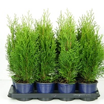 Туя (Thuja) западная Смарагд (KV) d13 h40-45 8шт