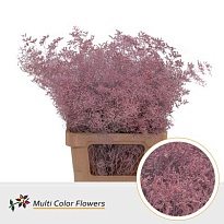 Лимониум Paint Pink Light 5шт