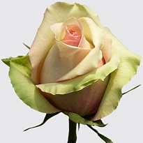 Роза La Belle дл.35 10шт