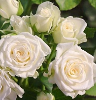 Роза Вайт Леди кустовая (МЦ)  дл.50 10шт/уп