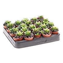 Суккулент Анакампсерос Триколор d5 h10 20шт