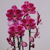 Орхидея Фален. Фортуна Теллер каскад d12 h70 8шт