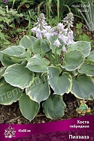 Хоста гибридная Пиззазз 1шт