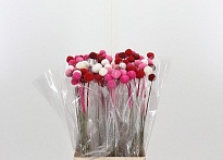 Краспедия Paint Sweet Mix 10шт