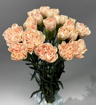 Гвоздика Одноголовая Small Peach (К) дл.65 20шт