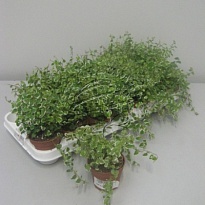 Фикус Пумила Вайт Санни d9 h10 18шт