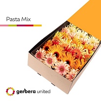 Гербера Gerpasta mix 25шт