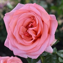 Роза Бермуда чайно-гибридная/Цв.Кор