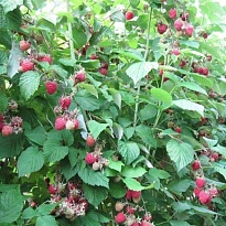 Малина (Rubus) обыкн. Глен Эмпл бесшипн. d12 h30 8шт