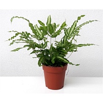 Птерис Альболинеата d12 h25 8шт