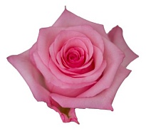 Роза Cantiza Jet Set дл.50 25шт