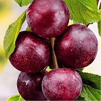 Шарафуга (гибрид)/С