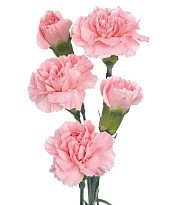 Гвоздика куст. Sisa Green Flowes Light Pink дл.SELECT 25шт