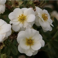 Лапчатка (Potentilla) кустарниковая Крем Брюле d9 h25 18шт