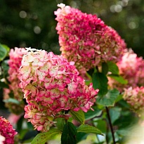 Гортензия (Hydrangea) метельчатая Ливинг Колорфул Коктейль 5л h40-50 1шт