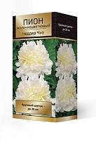 Пион молочноцветковый Чеддер Чиз 2/3 1шт