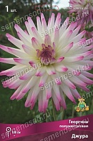 Георгина полукактусовая Джура 1шт