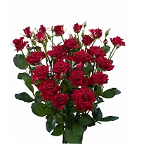 Роза кустовая Yvette дл.50 10шт
