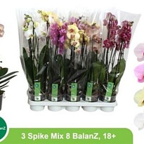 Орхидея Фален. Экстра микс 3 ст d12 h70 10шт