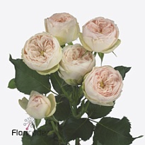 Роза кустовая Mansfield Park дл.70 5шт