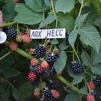 Ежевика Лох Несс d15 (ЗКС) 1шт