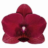 Орхидея Фален. Монтре 1ст d10 h50-60 10шт