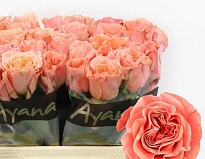 Роза Blushing Reeva дл.40 10шт