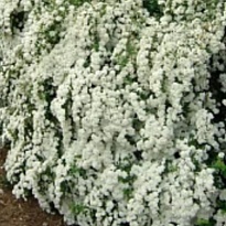 Спирея яп. Фробелли (СГ) d17 h40-50 1шт