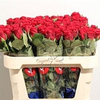 Роза Red Ribbon дл.50 10шт