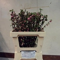 Прунус Triloba 5шт