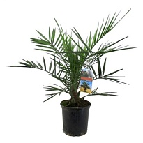 Финик Канарский d19 h100 1шт