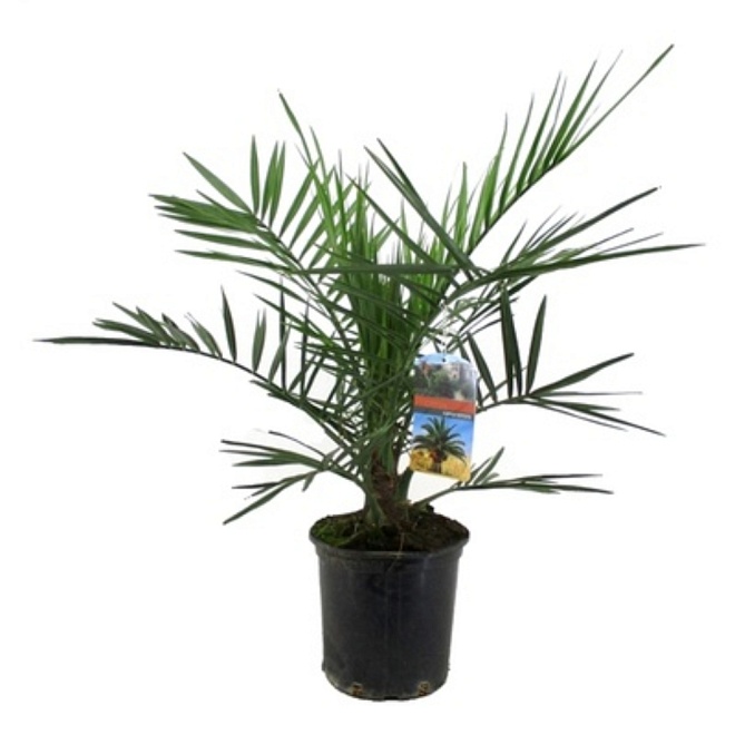 Финик Канарский d19 h100 1шт