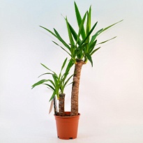 Юкка 2Д d17 h75 6шт