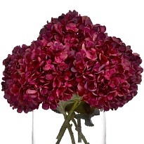 Гортензия Magical Rubyred дл.80 d22-23 1шт