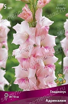 Гладиолус Адреналин 10/12 5шт