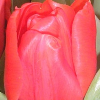 Тюльпан Escape 10шт