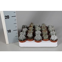 Кактус Астрофитум Микс d6 h10 20шт