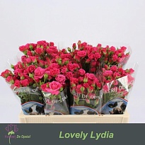 Роза кустовая Lovely Lydia дл.50 10шт