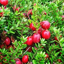 Клюква (Vaccinium) крупноплодная Стивенс d9 h75-85 18шт